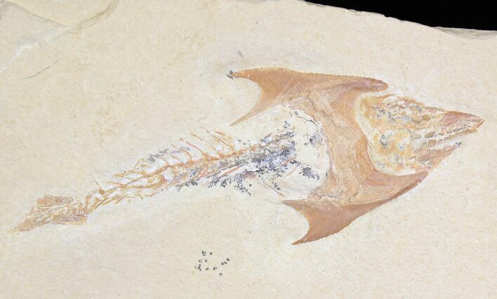 Fossil Coccodus (Crusher Fish) - Hgula Lebanon #22107